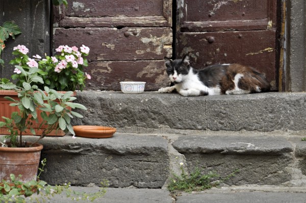 Domestic cat dozing on steps at house entrance, alley in historic centre, Bracciano, metropolitan city of Rome, Lazio, Italy