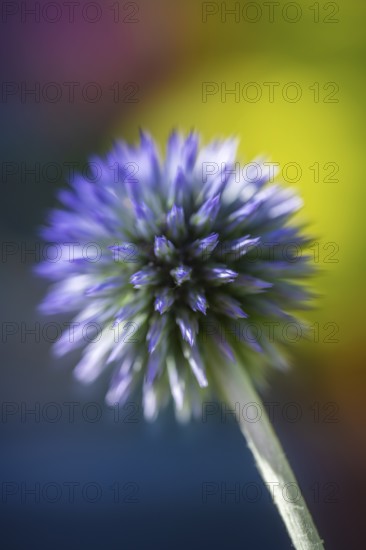 Drüsenblättrige Kugeldistel (Echinops sphaerocephalus), Blütenstand, Nahaufnahme, Makro, Baden-Württemberg, Deutschland