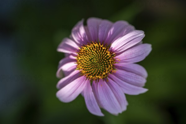 Purpur-Sonnenhut (Echinacea purpurea), Nahaufnahme, Makro, Baden-Württemberg, Deutschland