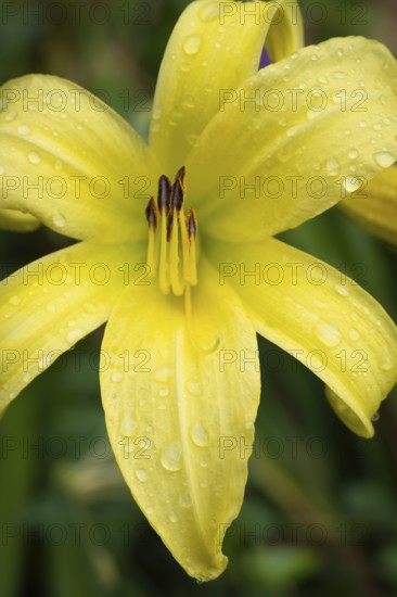 Blüte der Gelben Taglilie (Hemerocallis lilioasphodelus), Nahaufnahme, Makro, Baden-Württemberg, Deutschland