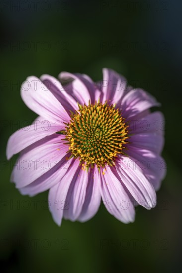 Purpur-Sonnenhut (Echinacea purpurea), Nahaufnahme, Makro, Baden-Württemberg, Deutschland