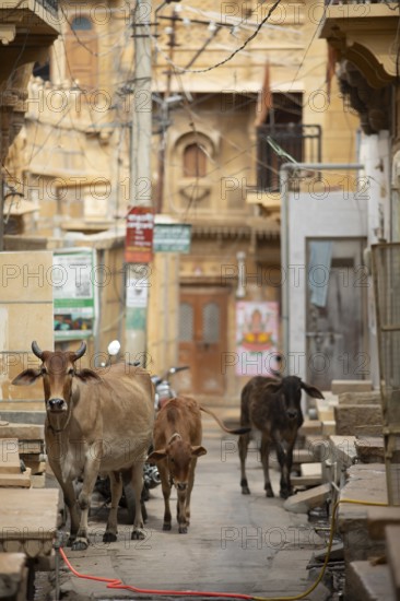 Sacred cows in the old town of Jaisalmer, Rajasthan, India