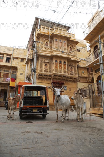 Sacred cows in the old town of Jaisalmer, behind a haveli or merchant's house, Rajasthan, India