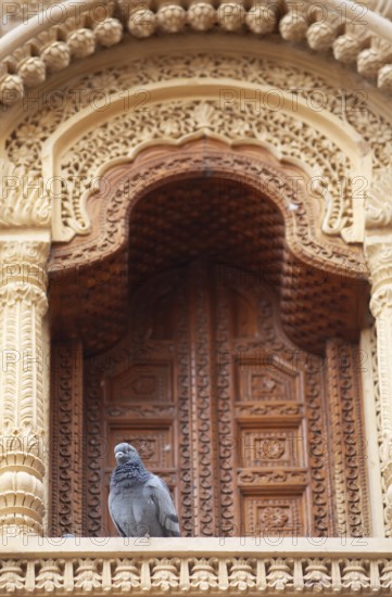 Domestic pigeon (Columba livia domestica) on the balcony of a haveli or merchant's house in the old town of Jaisalmer, Rajasthan, India