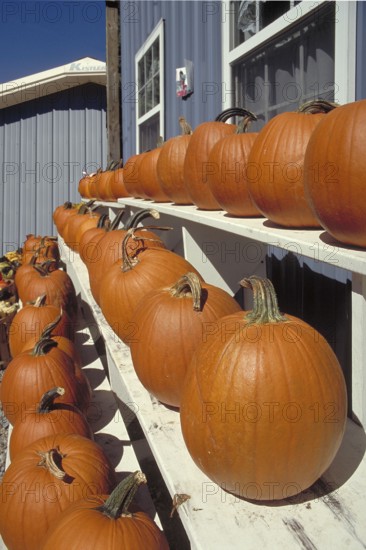 Sale of Hokkaido pumpkins, New Jersey, USA