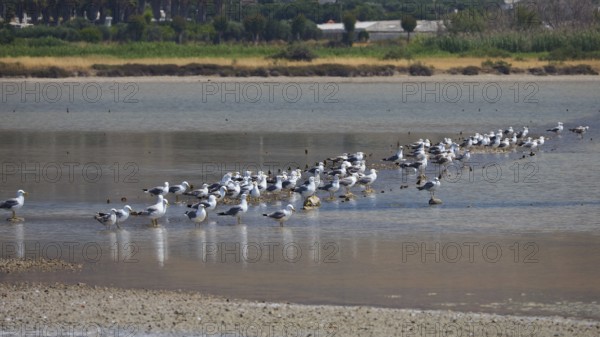 Large group of birds on the shore of a shallow body of water in a natural environment, salt lake, Tigaki, nature reserve, hydro-biotop, Kos, Dodecanese, Greek Islands, Greece