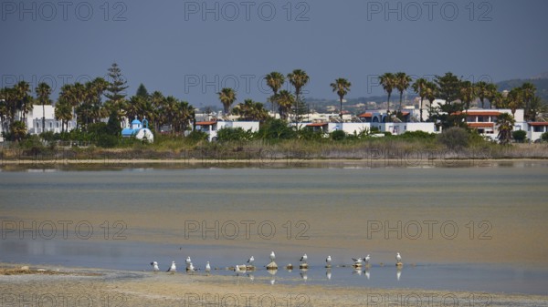 Beach scene with seagulls and palm trees against a backdrop of holiday homes, salt lake, Tigaki, nature reserve, hydro biotope, Kos, Dodecanese, Greek Islands, Greece