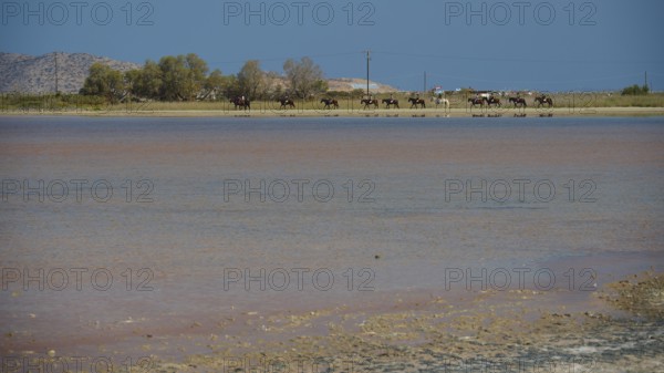 A group of horses on the shore of a lake with deep blue water, salt lake, Tigaki, nature reserve, hydro biotope, Kos, Dodecanese, Greek Islands, Greece