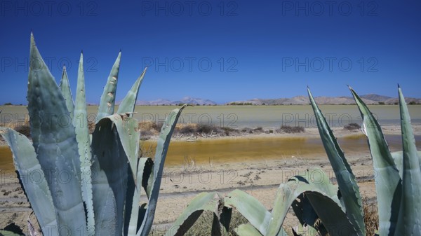 Agave plants on the shore of a lake in a desert-like landscape with mountains in the background, salt lake, Tigaki, nature reserve, hydro biotope, Kos, Dodecanese, Greek Islands, Greece