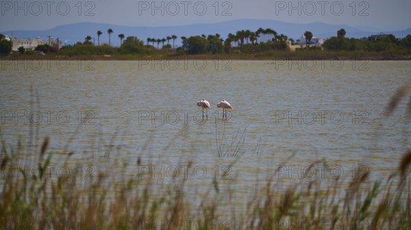 Two flamingos standing in the water in front of a coastal landscape with mountains in the background, salt lake, Tigaki, nature reserve, hydro biotope, Kos, Dodecanese, Greek Islands, Greece