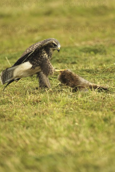 Buzzard (Buteo buteo) tugging at a dead young fox (Vulpes vulpes) on a freshly mown meadow, Allgäu, Bavaria, Germany, Allgäu, Bavaria, Germany