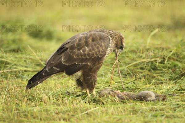 Common buzzard (Buteo buteo) on a dead young fox (Vulpes vulpes) in a freshly mown meadow, Allgäu, Bavaria, Germany, Allgäu, Bavaria, Germany