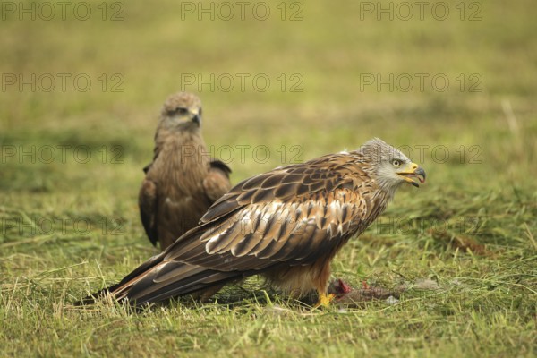 Red Kite (Milvus milvus) adult bird at dead young fox (Vulpes vulpes) on freshly mown meadow, fledged young bird waiting in the background, Allgäu, Bavaria, Germany, Allgäu, Bavaria, Germany