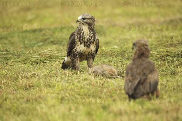 Common buzzard (Buteo buteo) on dead young fox (Vulpes vulpes) on freshly mown meadow, fledged red kite (Milvus milvus) young bird observing it, Allgäu, Bavaria, Germany, Allgäu, Bavaria, Germany