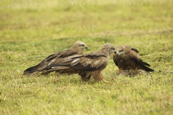 Red kite (Milvus milvus) fledglings on dead young fox (Vulpes vulpes) on freshly mown meadow, Allgäu, Bavaria, Germany, Allgäu, Bavaria, Germany