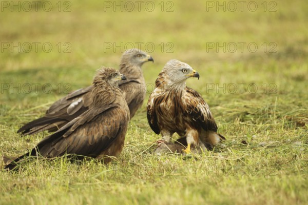 Red kite (Milvus milvus) adult bird on dead young fox (Vulpes vulpes) and fledged young birds secure on freshly mown meadow, Allgäu, Bavaria, Germany, Allgäu, Bavaria, Germany
