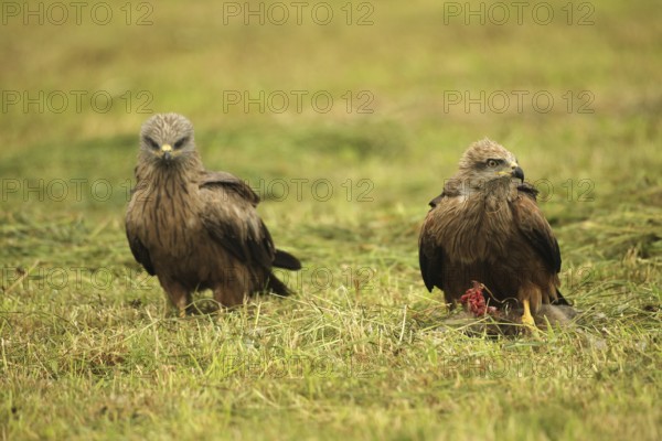 Red kite (Milvus milvus) fledgling on a dead young fox (Vulpes vulpes) on a freshly mown meadow, siblings lurking, Allgäu, Bavaria, Germany, Allgäu, Bavaria, Germany