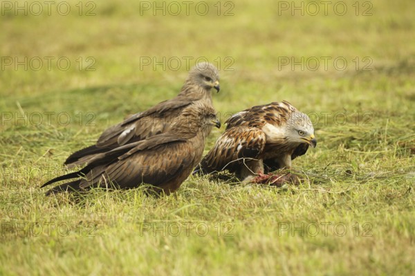 Red kite (Milvus milvus) adult bird on dead young fox (Vulpes vulpes) on freshly mown meadow, fledged young birds waiting for their chance, Allgäu, Bavaria, Germany, Allgäu, Bavaria, Germany