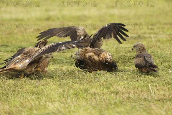 Red kite (Milvus milvus) adult bird defends dead young fox (Vulpes vulpes) on freshly mown meadow against conspecifics and fledged young birds, Allgäu, Bavaria, Germany, Allgäu, Bavaria, Germany
