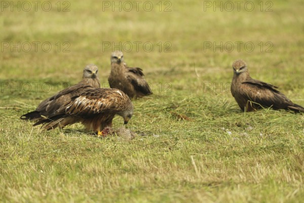 Red kite (Milvus milvus) adult bird at dead young fox (Vulpes vulpes) on freshly mown meadow, fledged young birds waiting in the background, Allgäu, Bavaria, Germany, Allgäu, Bavaria, Germany