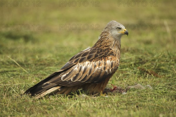 Red kite (Milvus milvus) adult bird on dead young fox (Vulpes vulpes) on freshly mown meadow, Allgäu, Bavaria, Germany, Allgäu, Bavaria, Germany