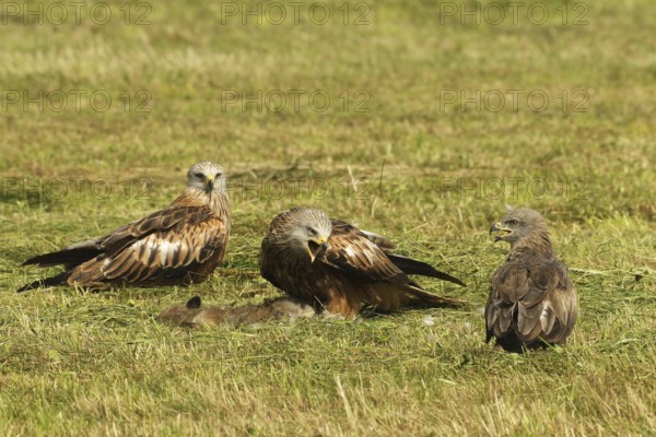 Red kite (Milvus milvus) adult birds on dead young fox (Vulpes vulpes) on freshly mown meadow, fledgling begs parent for food with open beak, Allgäu, Bavaria, Germany, Allgäu, Bavaria, Germany