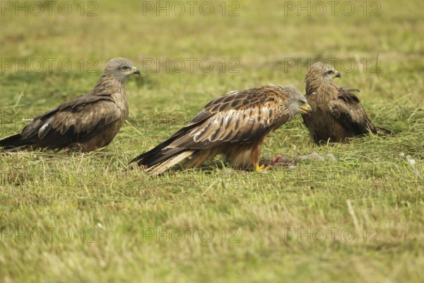 Red Kite (Milvus milvus) adult bird on dead young fox (Vulpes vulpes) on freshly mown meadow, two fledged young birds waiting for an opportunity, Allgäu, Bavaria, Germany, Allgäu, Bavaria, Germany
