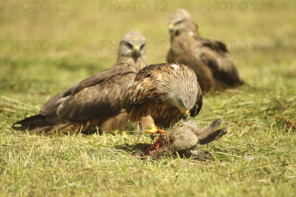 Red Kite (Milvus milvus) adult bird at dead young fox (Vulpes vulpes) on freshly mown meadow, fledged young birds in the background waiting for their chance, Allgäu, Bavaria, Germany, Allgäu, Bavaria, Germany