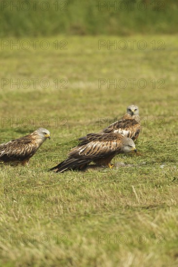 Red Kite (Milvus milvus) adult birds on dead young fox (Vulpes vulpes) on freshly mown meadow, Allgäu, Bavaria, Germany, Allgäu, Bavaria, Germany