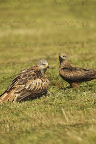 Red kite (Milvus milvus) adult bird mantling over dead young fox (Vulpes vulpes) on freshly mown meadow, fledged young bird waiting in the background, Allgäu, Bavaria, Germany, Allgäu, Bavaria, Germany
