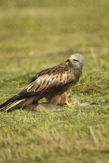 Red kite (Milvus milvus) on a dead young fox (Vulpes vulpes) Allgäu, Bavaria, Germany, Allgäu, Bavaria, Germany