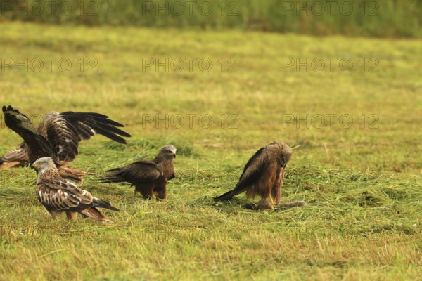 Red kite (Milvus milvus) adult and fledged young birds on a dead young fox (Vulpes vulpes) on a freshly mown meadow, Allgäu, Bavaria, Germany, Allgäu, Bavaria, Germany