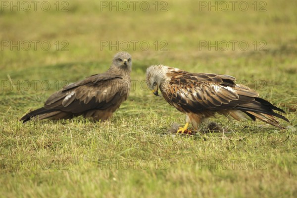 Red Kite (Milvus milvus) adult bird at dead young fox (Vulpes vulpes) on freshly mown meadow, fledged young bird waiting for a chance in the background, Allgäu, Bavaria, Germany, Allgäu, Bavaria, Germany