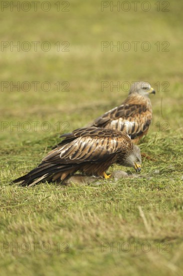Red Kite (Milvus milvus) adult bird at a dead young fox (Vulpes vulpes) on a freshly mown meadow, in the background another adult bird, Allgäu, Bavaria, Germany, Allgäu, Bavaria, Germany