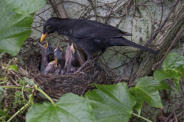 Male blackbird (Turdus merula) feeding its five young in the nest, Bavaria, Germany