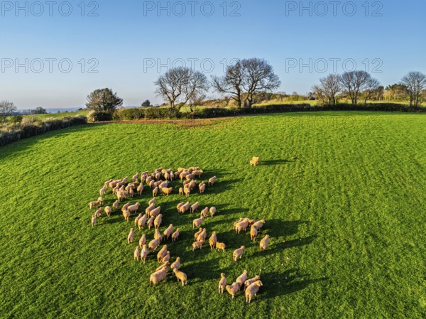 Flock of Sheep on Farms from a drone, Torquay, Devon, England, United Kingdom