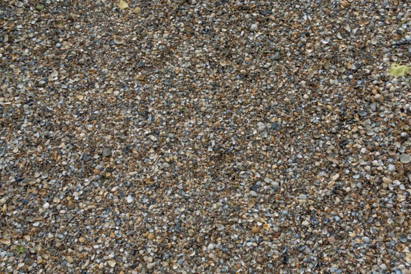 Shell gravel as paving, background, texture, Netherlands