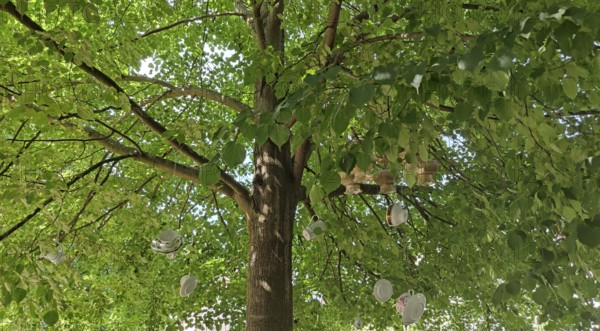 A large tree with green leaves, under whose branches several plates and cups hang as decoration, Havelland, Brandenburg