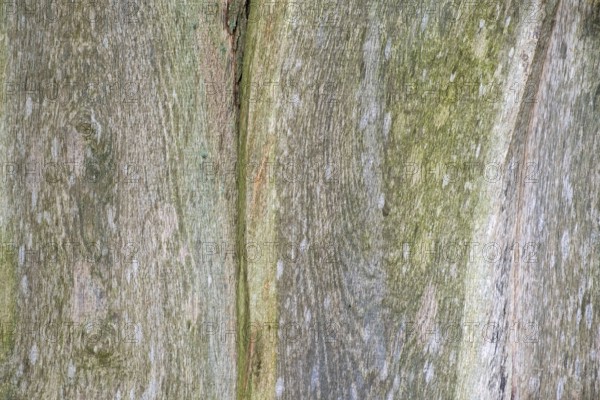 Wooden boards, boards with verdigris, texture, background, Münsterland, North Rhine-Westphalia, Germany