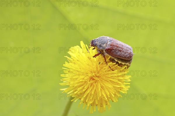 Cockchafer, field cockchafer (Melolontha melolontha), female on a dandelion (Taraxacum) flower, Wilnsdorf, North Rhine-Westphalia, Germany