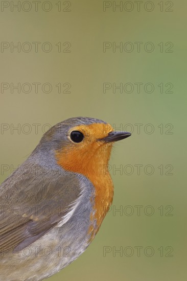 Robin (Erithacus rubecula), on mossy ground, animal portrait, close-up, Wilnsdorf, North Rhine-Westphalia, Germany
