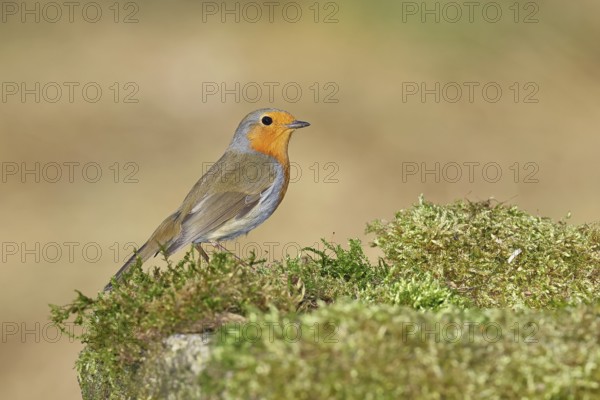 Robin (Erithacus rubecula), on mossy ground in the garden, Wilnsdorf, North Rhine-Westphalia, Germany