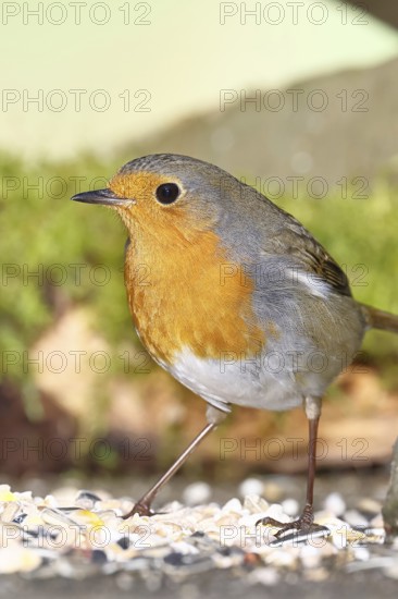 Robin (Erithacus rubecula), at a winter feeder in the garden, Wilnsdorf, North Rhine-Westphalia, Germany