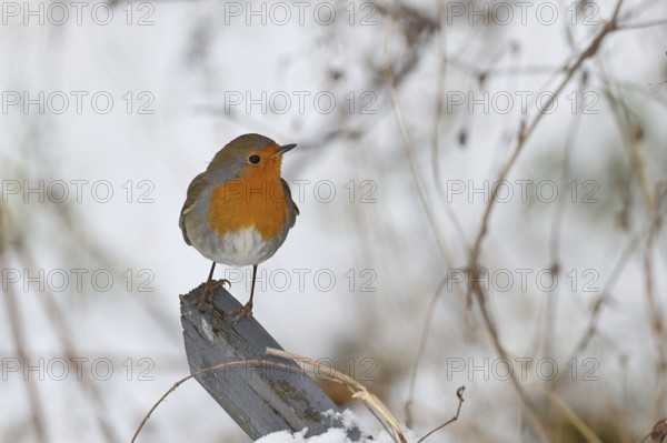 Robin (Erithacus rubecula), in winter on a fence post in the garden, Wilnsdorf, North Rhine-Westphalia, Germany
