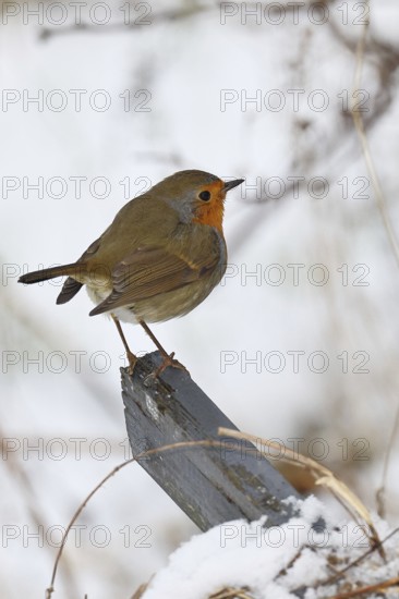 Robin (Erithacus rubecula), in winter on a fence post in the garden, Wilnsdorf, North Rhine-Westphalia, Germany
