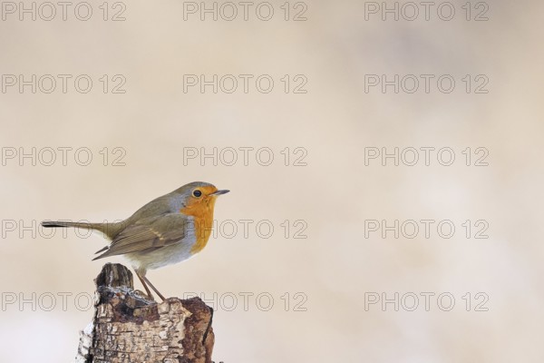 European robin (Erithacus rubecula), on dead wood of a birch tree, Wilnsdorf, North Rhine-Westphalia, Germany