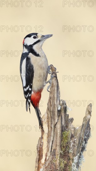 Great spotted woodpecker (Dendrocopos major), male, foraging on a tree stump overgrown with moss and lichen in the forest, Wilnsdorf, North Rhine-Westphalia, Germany