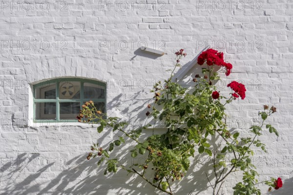 A white brick wall with a small window and red roses climbing up the wall, North Sea island of Föhr, North Frisia, Schleswig-Holstein, Germany