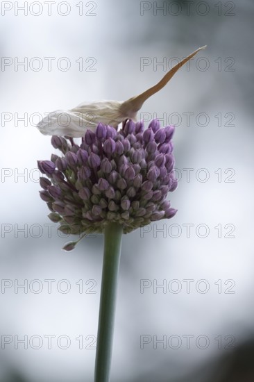 Beautiful alium blossom, June, Germany