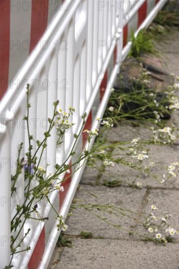 Barrier and nature, June, Germany